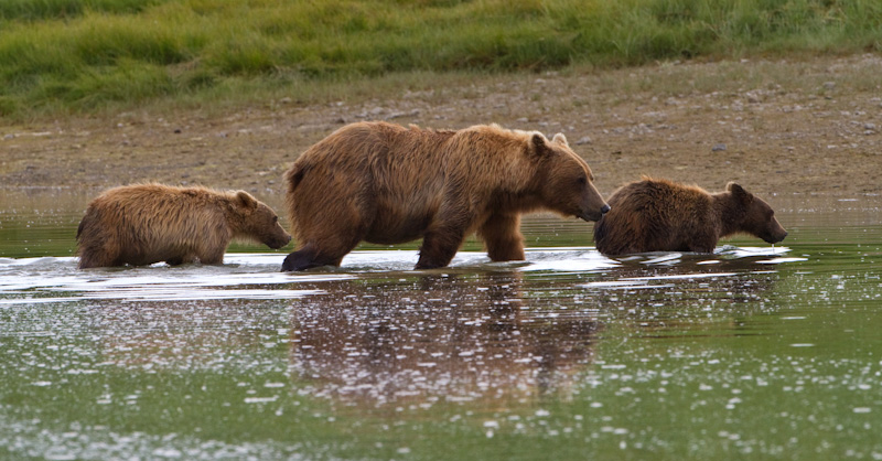 Grizzly Bear Sow And Cubs Crossing River